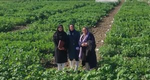 بازدید محقق بانک ژن گیاهی ملی ایران از ژنوتیپ‌های باقلای مرکز تحقیقات و آموزش گلستان