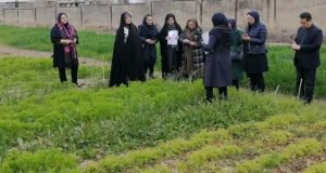 برگزاری روز مزرعه گیاهان دارویی در ایستگاه تحقیقات کشاورزی گرگان
