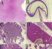 اثربخشی بالای پپتید نوترکیب ساخته‌شده توسط محققان ایرانی | پپتید ضدباکتریایی (cLF۳۶) جایگزینی بالقوه برای آنتی‌بیوتیک‌های رایج