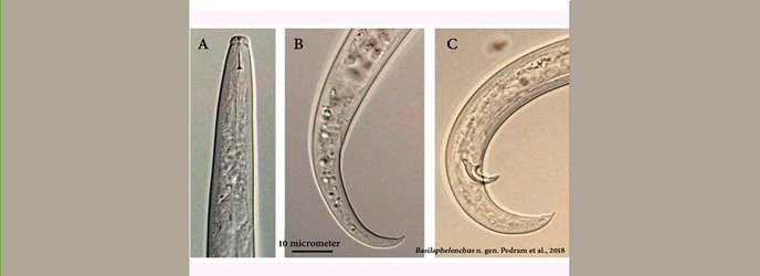کشف چهارمین جنس نادر از نماتدها در کشور