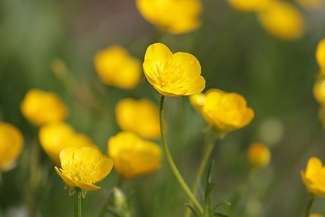 These plants are napping their way through climate change