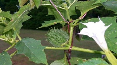 محققان دانشگاهی موفق به تکثیر سریع گیاه تاتوره تماشایی از طریق کشت بافت شدند