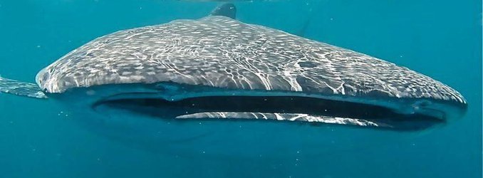 What the Longest Known Whale Shark Migration Ever Tells Us About Conservation