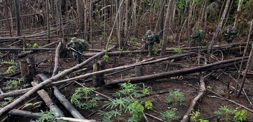 Colombia’s peace deal unwittingly unleashed hell on the Amazon