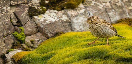 The birds of South Georgia are finally safe from marauding rats