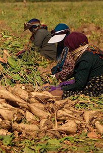 برداشت چغندرقند در شوشتر آغاز شد