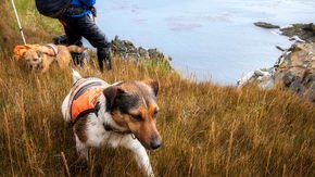 Rat begone: Record eradication effort rids sub-Antarctic island of invasive rodents