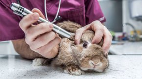 Animal tests surge under new U.S. chemical safety law