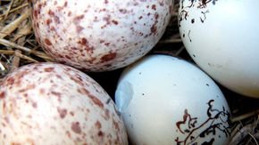 Cowbird eggshells could double as deadly weapons