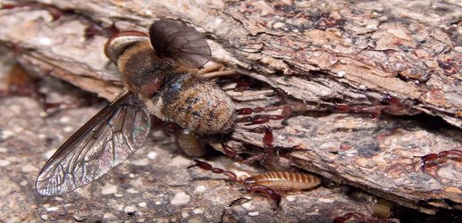 Ferocious pack-hunting pseudoscorpions believe in sharing fairly