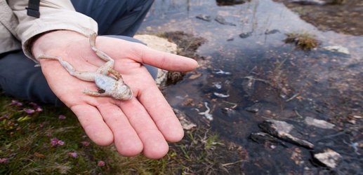 A plague from South Korea is killing frogs and toads worldwide