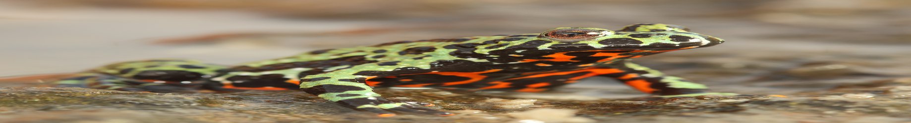 Genome sequencing reveals origin of killer fungus behind the ‘amphibian plague’