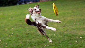 These 59 genes may make your dog more athletic