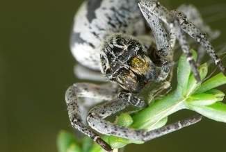 Happy Mother’s Day to all moms, but especially spiders who feed themselves to their babies