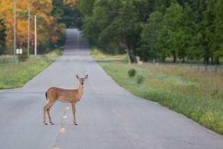 Mystery meat: scientists are investigating the roadkill we never get to see