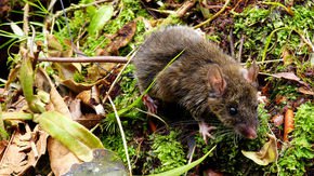 How much space do you need to evolve a new mammal? These worm-eating mice have the answer