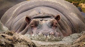 Excess hippo dung may be harming aquatic species across Africa