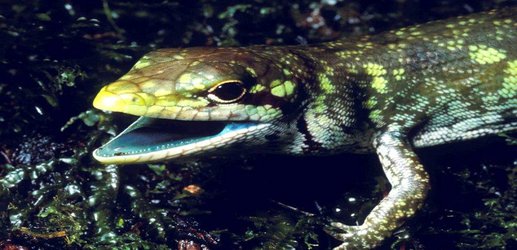 Lizards keep evolving toxic green blood and we don’t know why