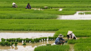 How rice farming may have spread across the ancient world