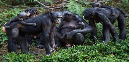 Ape ‘midwives’ spotted helping female bonobos give birth