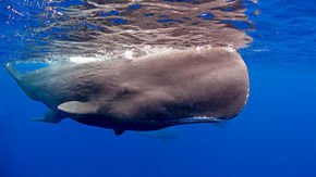 Something killed a lot of sperm whales in the past—and it wasn’t whalers