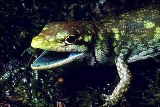 Green bones, green hearts, can’t lose: these lizards survive with toxic green blood