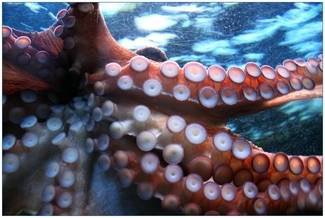 Octopuses are not aliens, but boy are they a bunch of beautiful weirdos