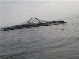 مراسم صیدماهی در قفس شناور مزرعه الگویی- شهرستان عباس آباد