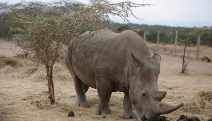 Can the Northern White Rhino Be Brought Back From the Brink of Extinction?