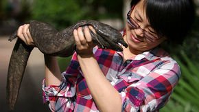 The world’s largest amphibian is being bred to extinction