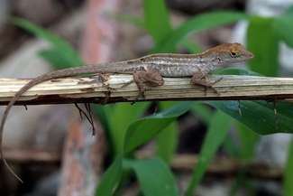 Caught in a race against climate change, lizards hit an evolutionary dead end