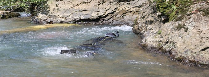 The Adorable Chinese Giant Salamander Is Slithering Toward Extinction