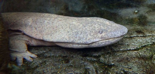 Chinese giant salamanders may already be virtually extinct