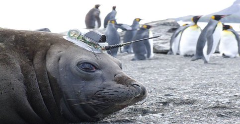 Deep-diving Antarctic seals take climate change’s measure
