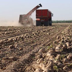 آغاز برداشت چغندرقند پاییزه در جهرم