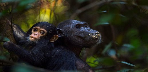 Chimp evolution was shaped by sex with their bonobo relatives