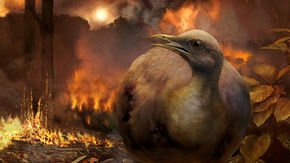 Quaillike creatures were the only birds to survive the dinosaur-killing asteroid impact