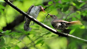 Stick insects travel long distances—by being eaten by birds