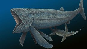 This ancient fish was bigger than a whale shark—and faster than scientists ever imagined