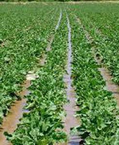 ۴۷۰۰ هکتار اراضی جوین به کشت چغندر اختصاص یافت