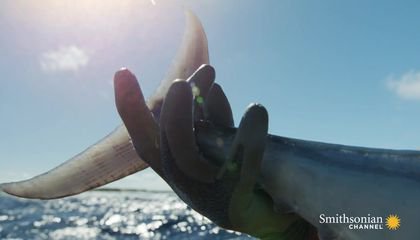 This Is How Hard It Is to Catch a 40-lb. Dogtooth With a Reel