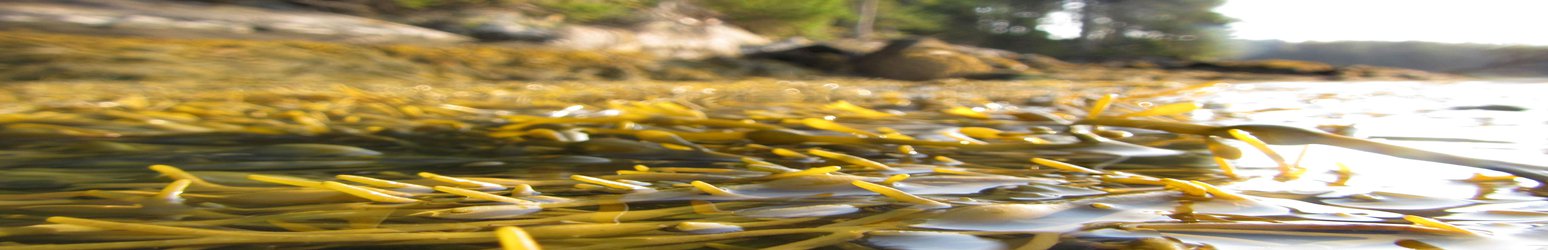 How Seaweed Connects Us All