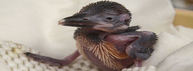 This Royally Adorable Baby Kingfisher Perpetuates a Species Extinct in the Wild