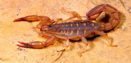 Some scorpions can hiss by rubbing themselves with ‘sandpaper’