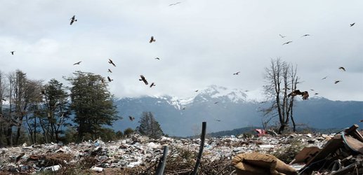 Vultures that feed on rubbish dumps are making themselves sick