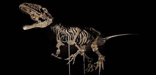 Carnivorous-dinosaur auction reflects rise in private fossil sales