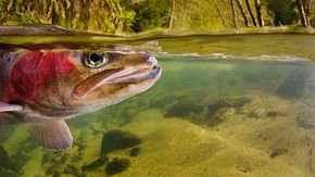 This saltwater trout evolved to live in fresh water—in just 100 years