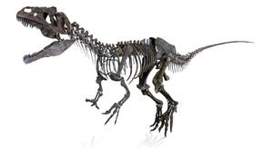 Allosaurus
     
     on the auction block