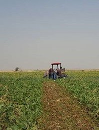 اجرای طرح کشت نشائی مکانیزه چغندر قند در شهرستان سقزآغازشد