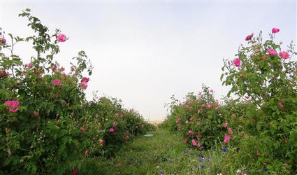 برداشت بیش از ۸ تن گل محمدی از مزرعه آموزشی و تحقیقاتی دانشگاه آزاد اسلامی شهرکرد